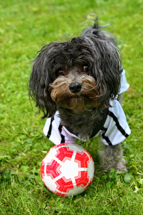 Hund im Fussballtrikot