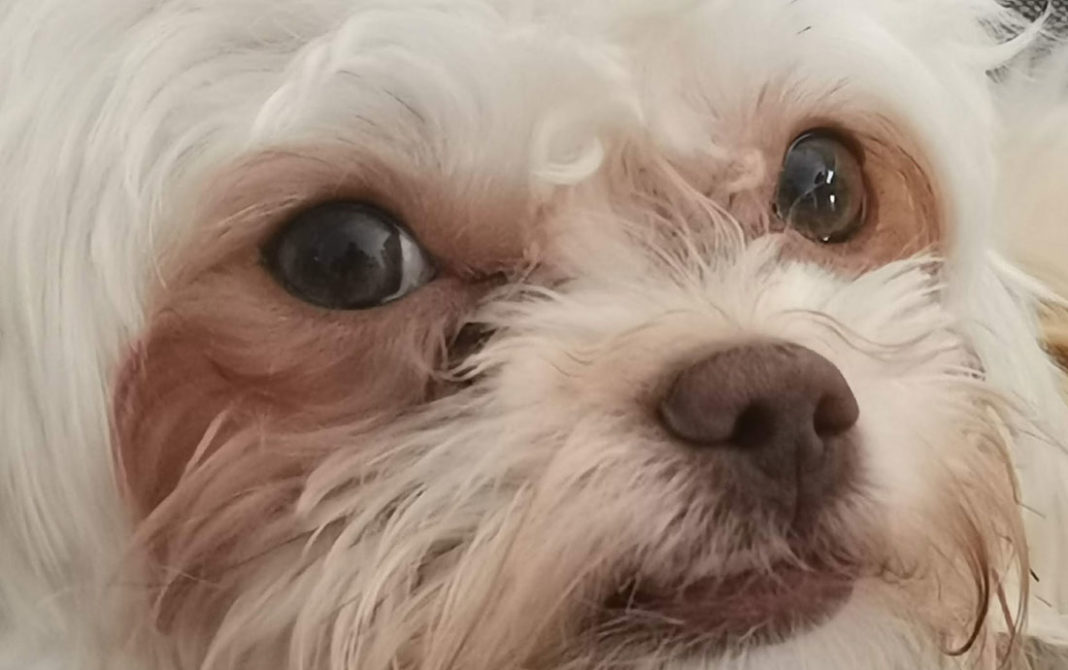 Bolonka Zwetna Augenkrankheiten Symptome &amp; Behandlung