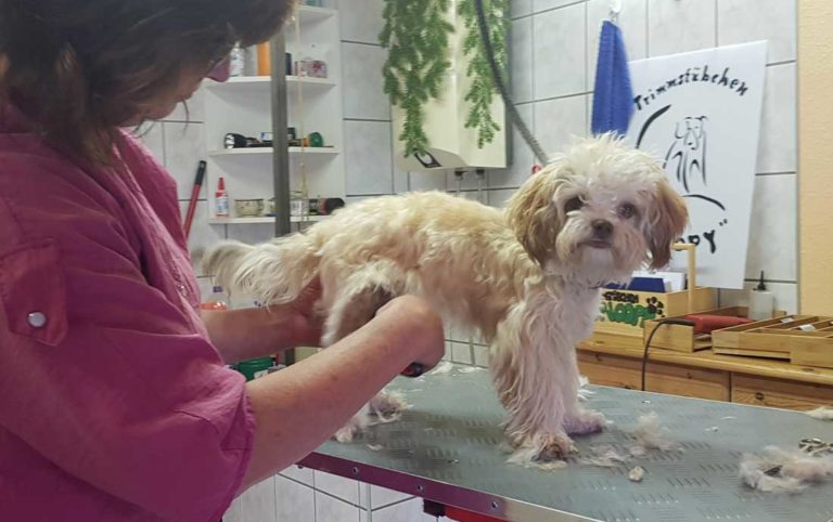 Bolonka Zwetna trimmen &amp; Haare schneiden So geht�s