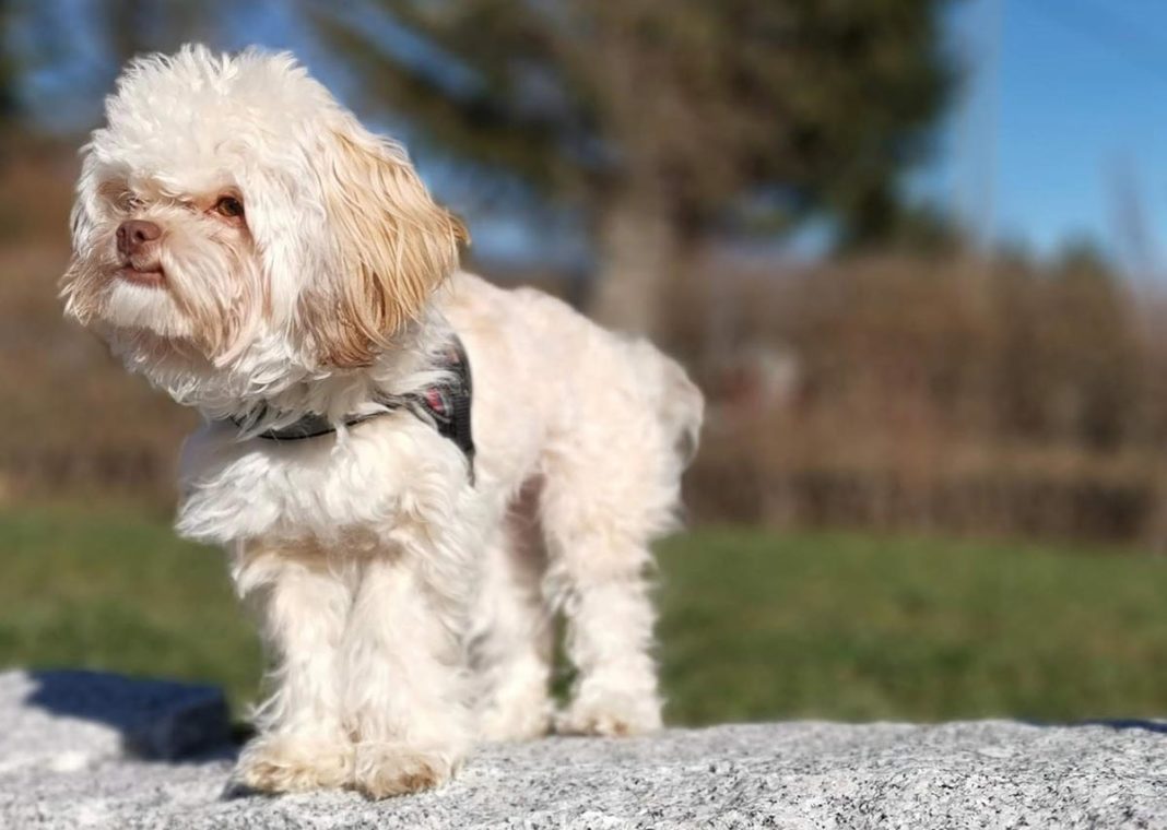 Wie groß werden Bolonka Zwetna Hunde?