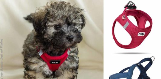 Hundegeschirre für Bolonka Zwetna Hunde