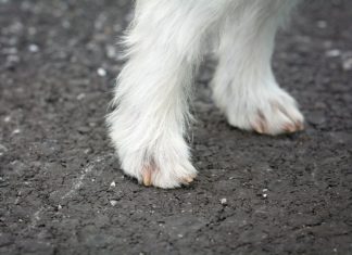 hundekrallenschneider