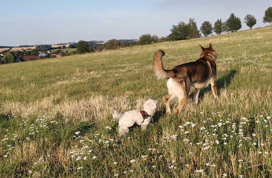 Bolonka Zwetna Welpen richtig sozialisieren: Tipps für den Umgang mit anderen Hunden