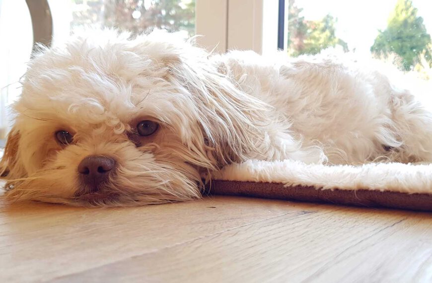 Bolonka Zwetna hat Durchfall – mögliche Ursachen und was jetzt wirklich hilft